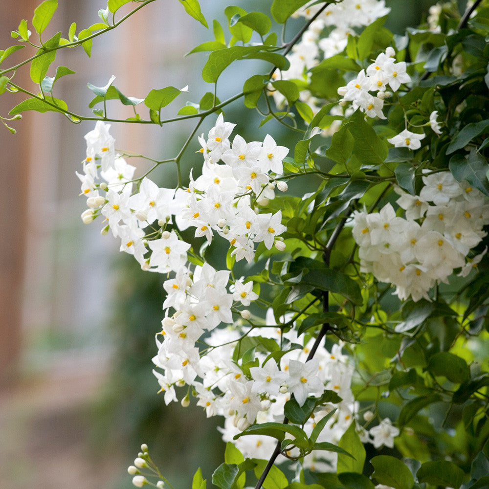 Solanum laxum 'Album'