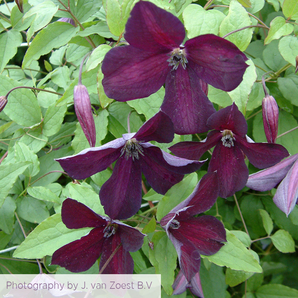 Clematis viticella 'Black Prince'