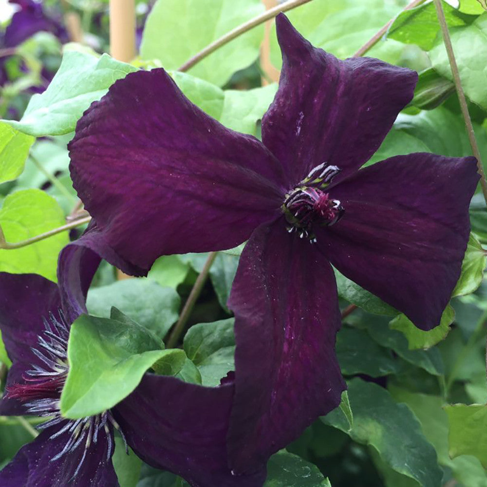 Clematis viticella 'Dark Eyes'