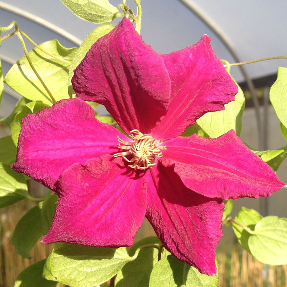Clematis 'Earnest Markham'