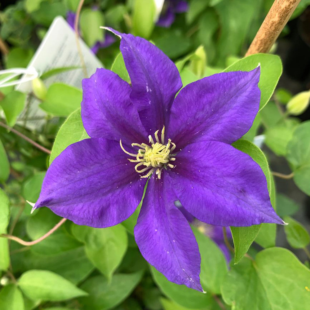 Clematis 'Olympia' (Boulevard Collection)