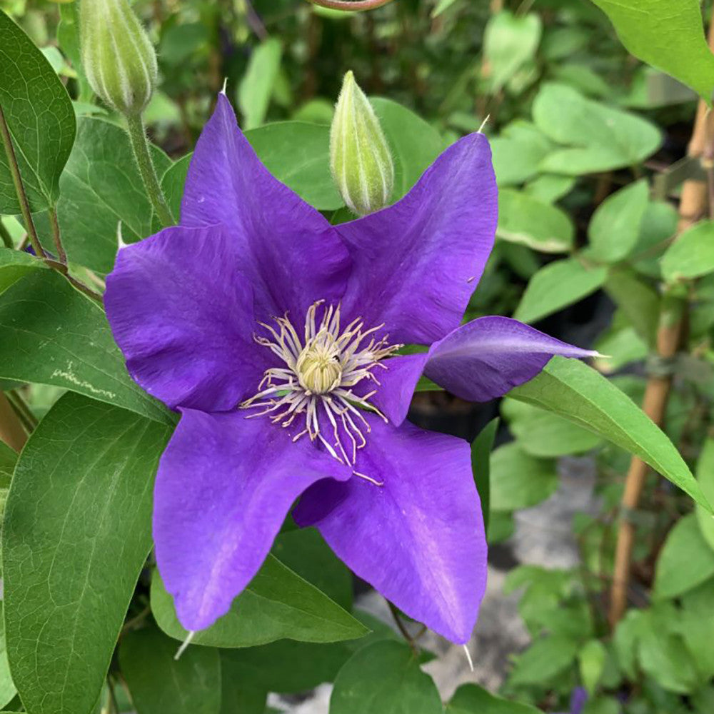 Clematis 'Olympia' (Boulevard Collection)