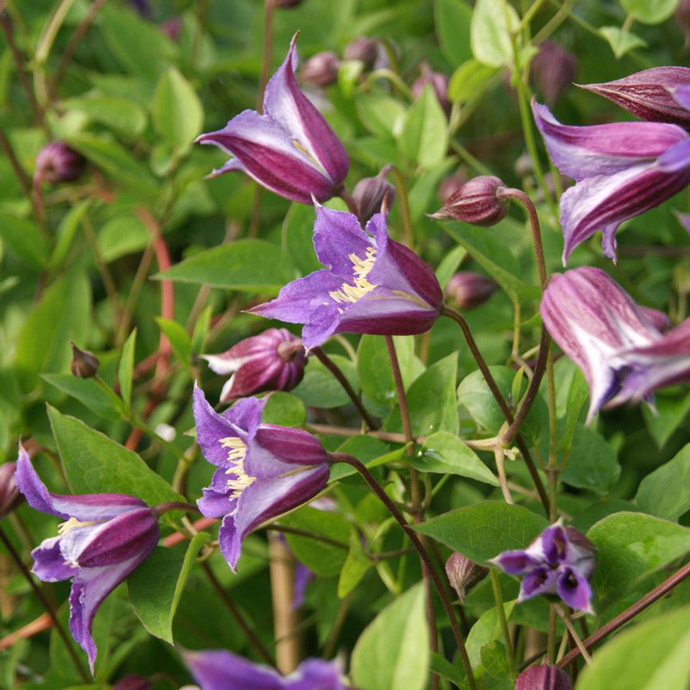Clematis texensis 'Prince William'