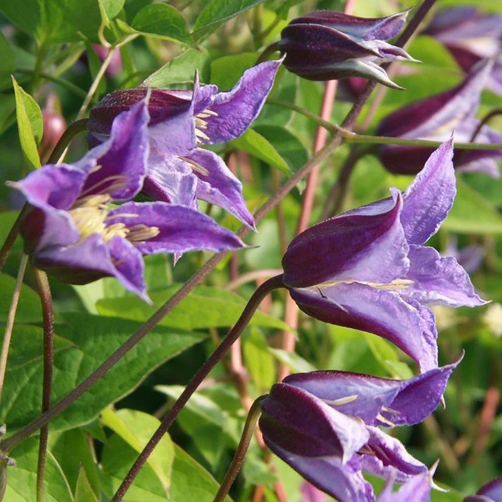 Clematis texensis 'Prince William'