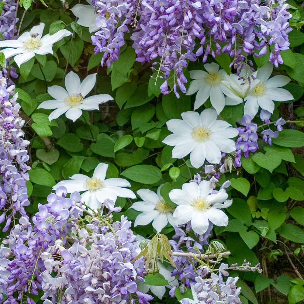 Clematis patens 'Wadas Primrose' (Manshuu Ki)