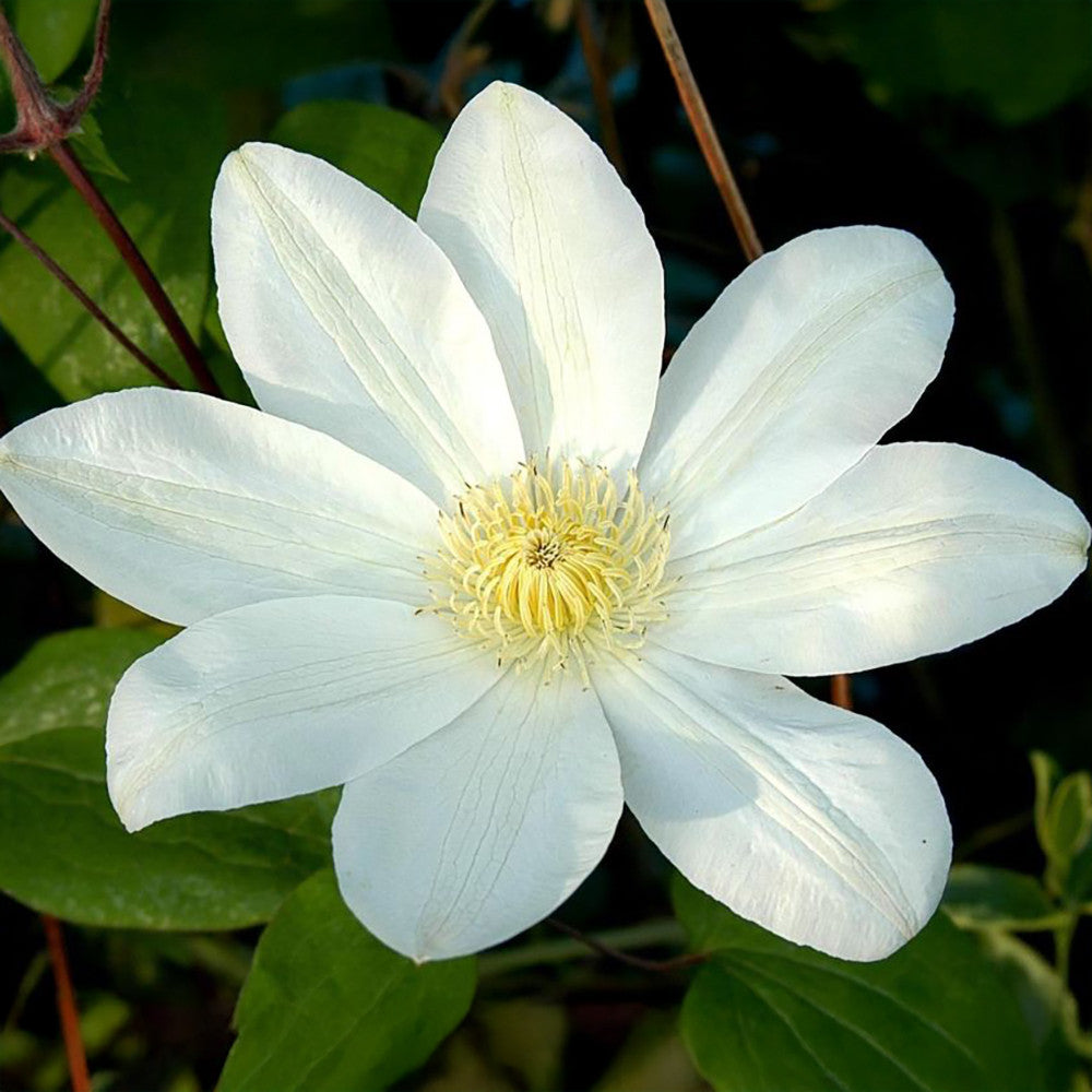Clematis patens 'Wadas Primrose' (Manshuu Ki)