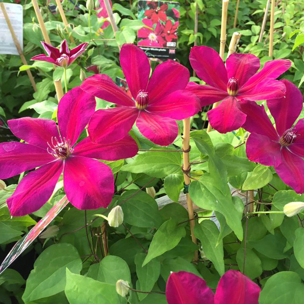 Clematis 'Westerplatte'