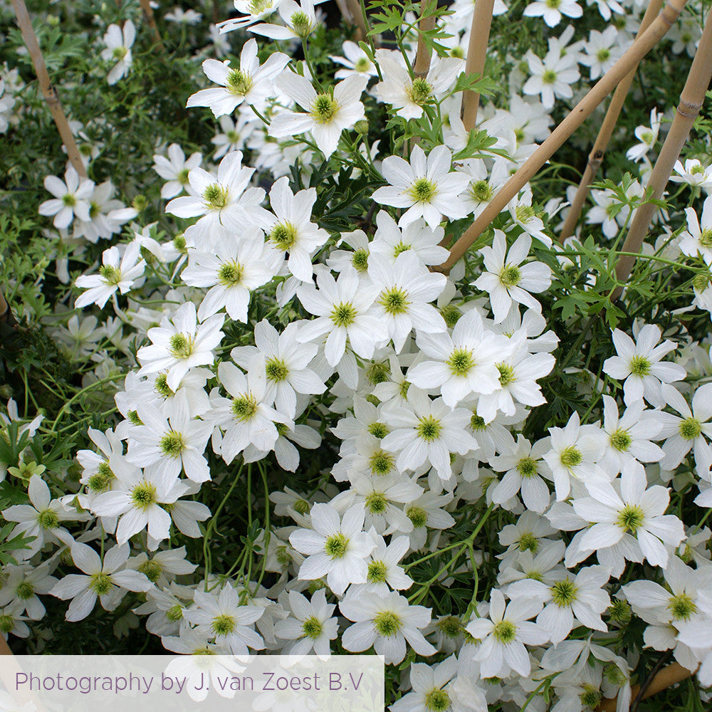 Clematis x cartmanii 'Early Sensation'