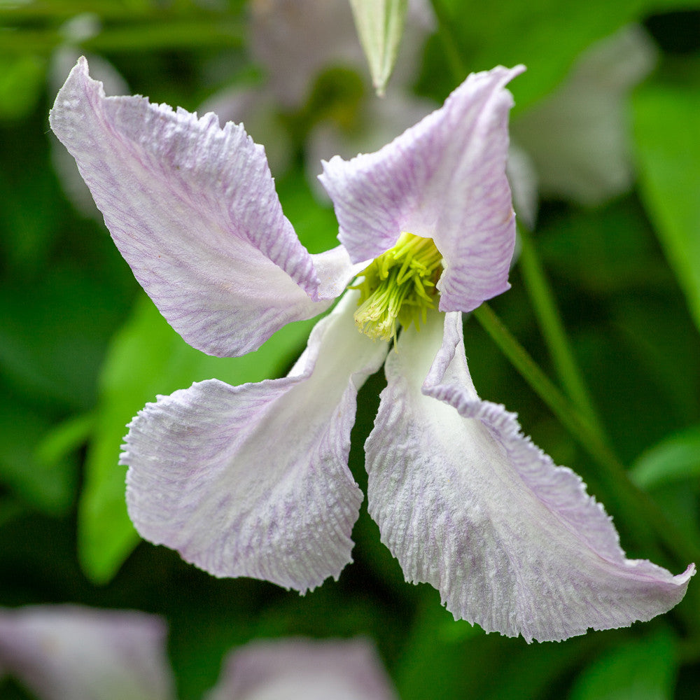 Clematis viticella 'Betty Corning'
