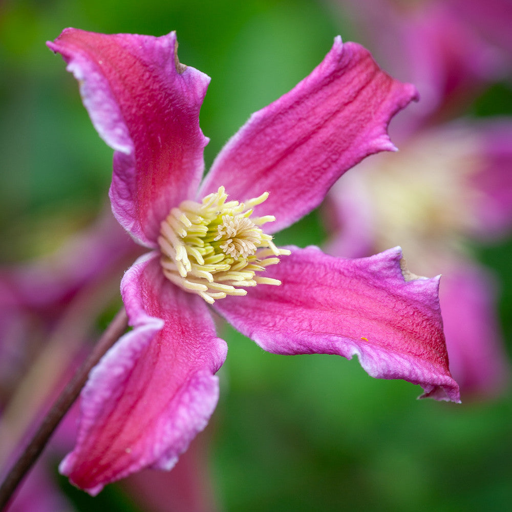 Clematis texensis 'Etoile Rose'