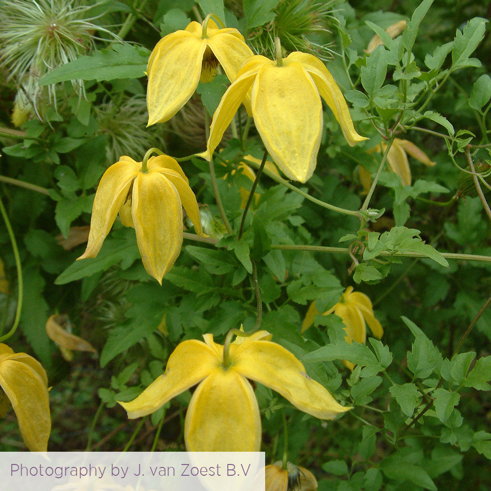 Clematis tangutica 'Lambton Park'