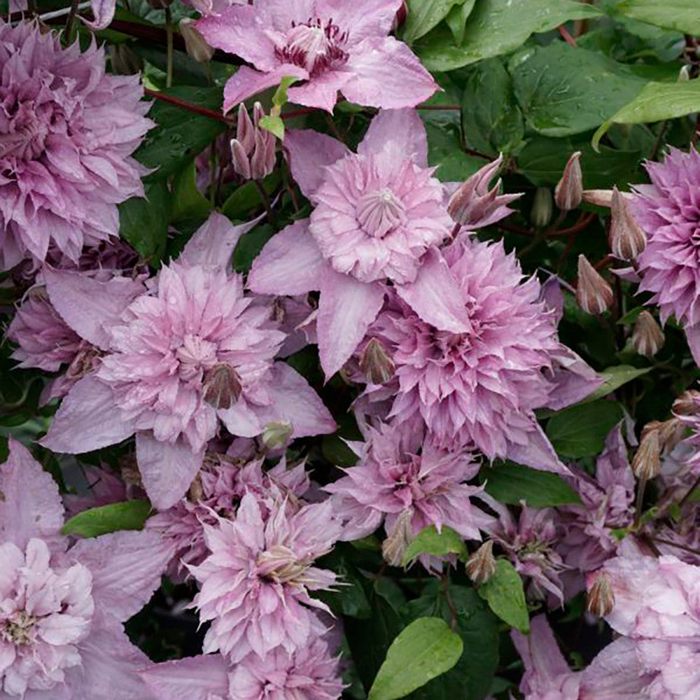 Clematis 'Multi Pink'