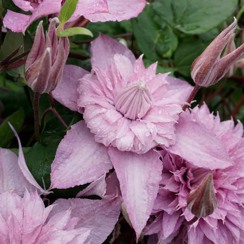 Clematis 'Multi Pink'