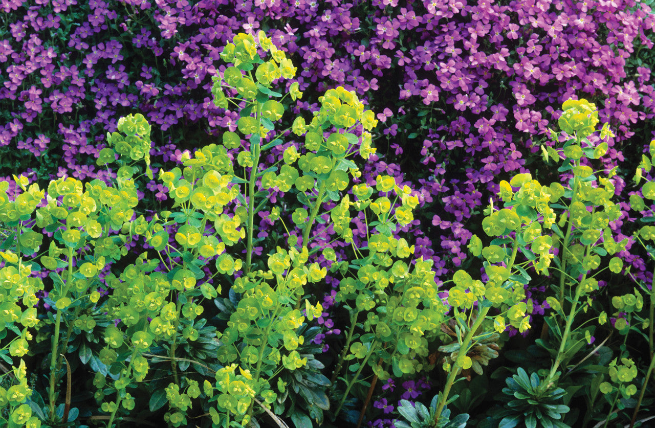 Euphorbia amygdaloides var. robbiae