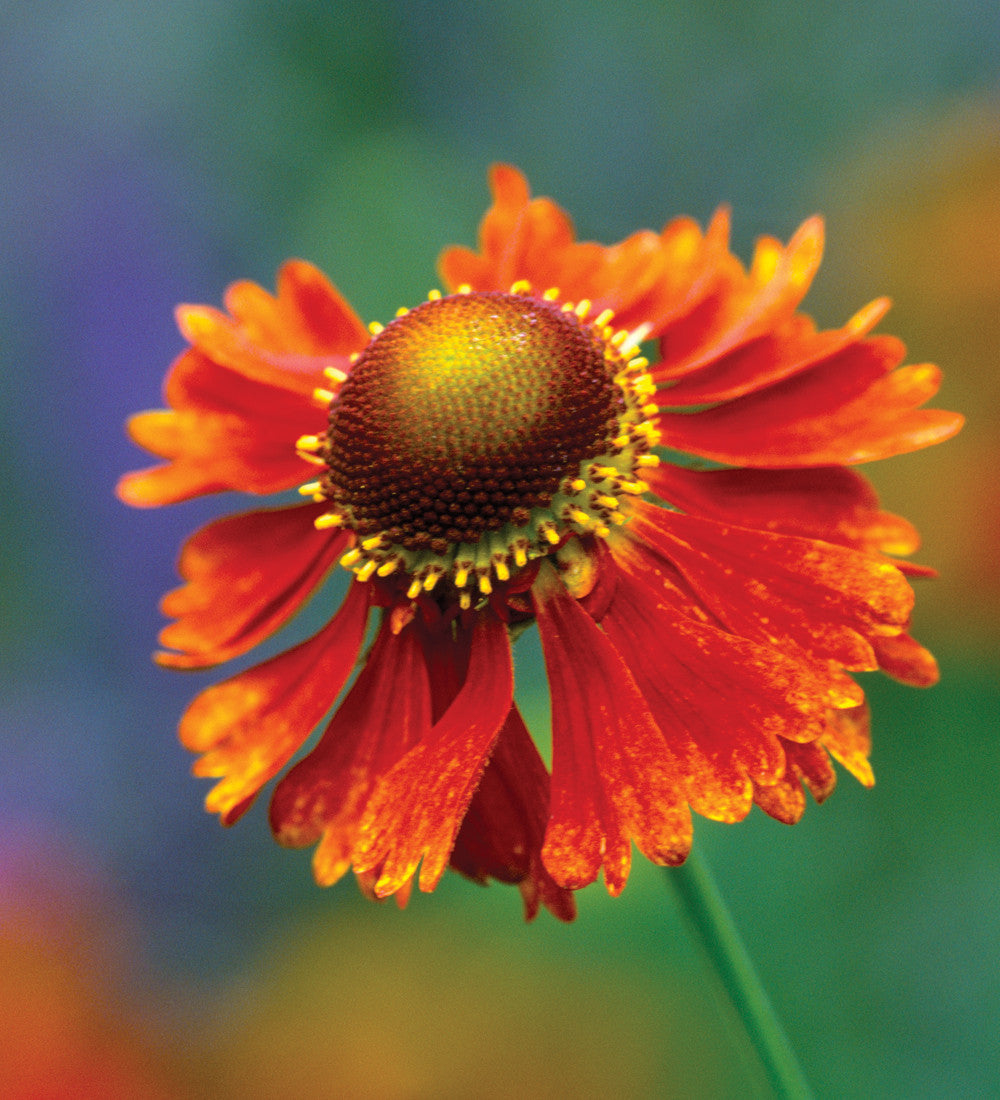 Helenium 'Moerheim Beauty'
