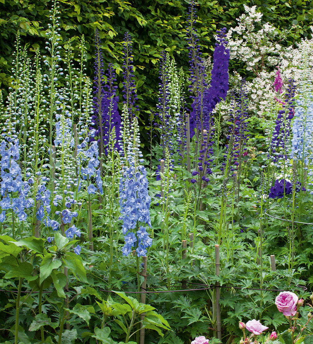 Delphinium Border Collection