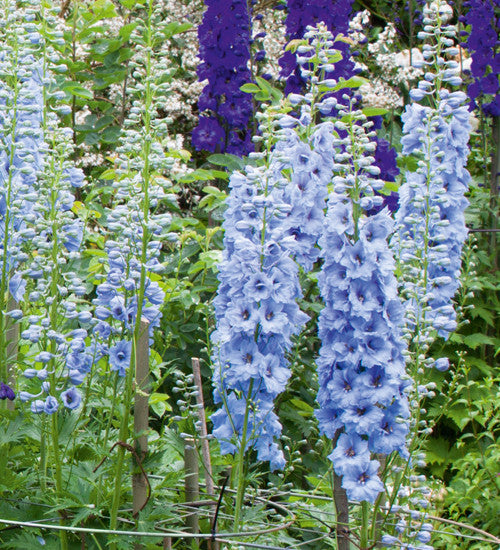 Delphinium Border Collection