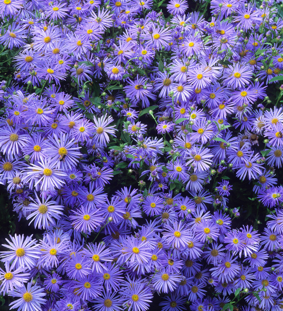 Aster x frikartii ‘Mönch’