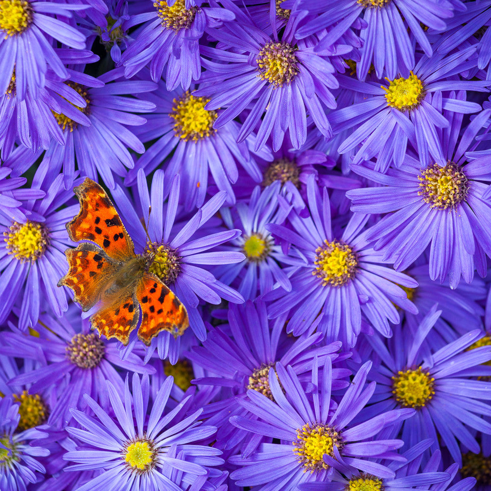 Aster x frikartii ‘Mönch’