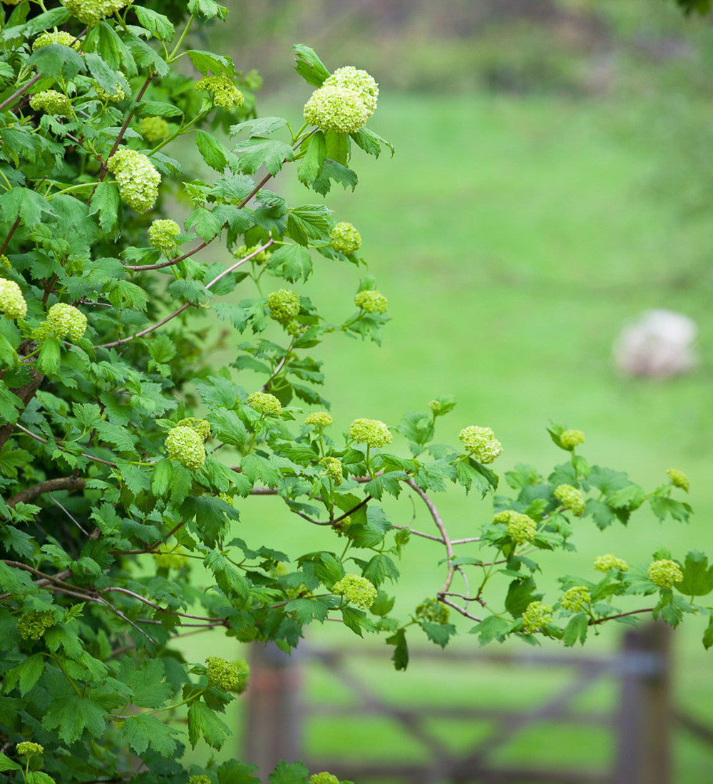 Viburnum opulus 'Roseum'