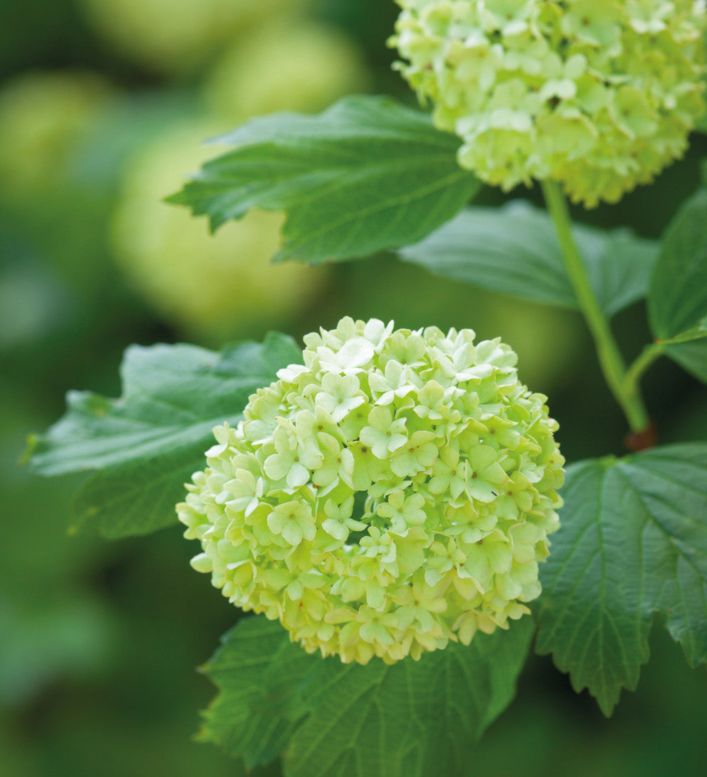 Viburnum opulus 'Roseum'