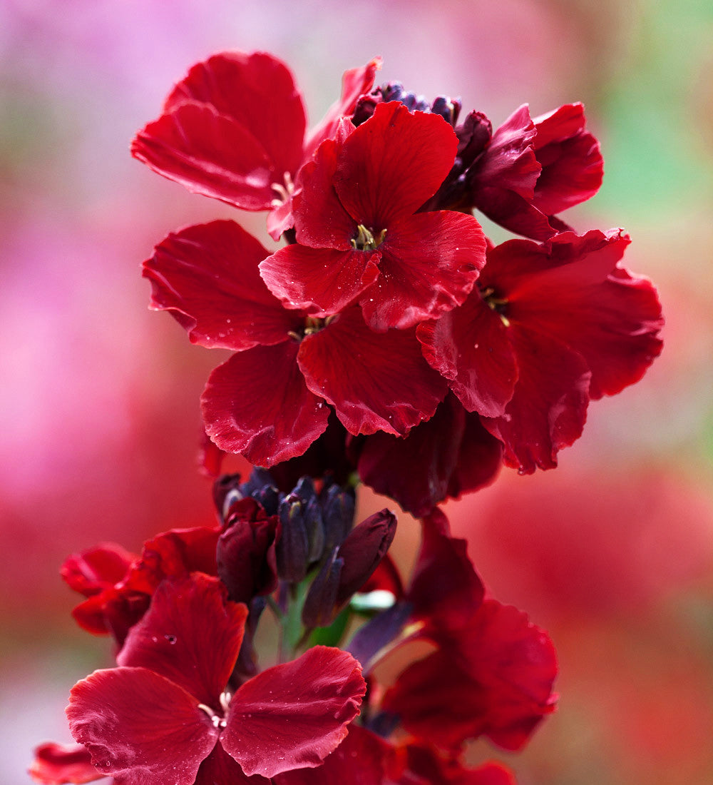 Rich Velvet Wallflower Collection
