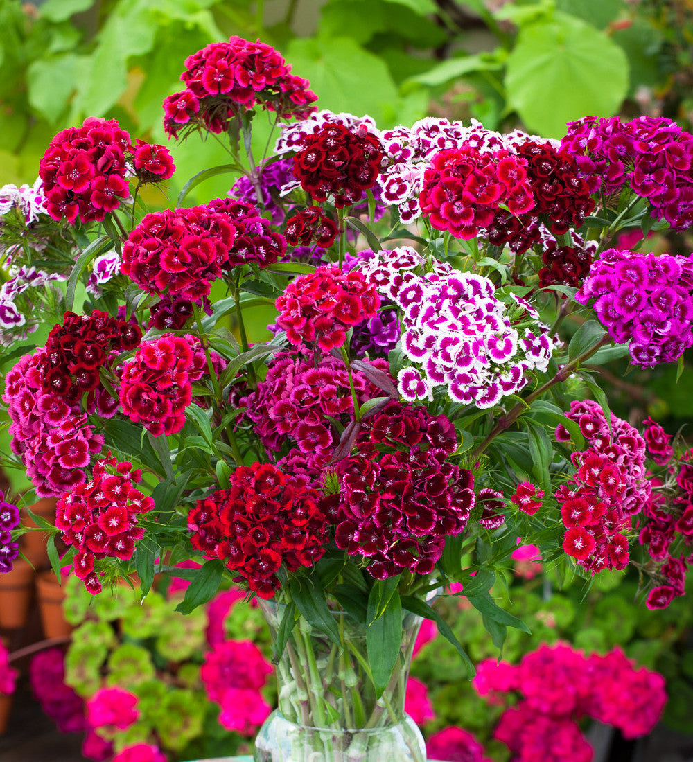 Dianthus barbatus 'Electron Mix'