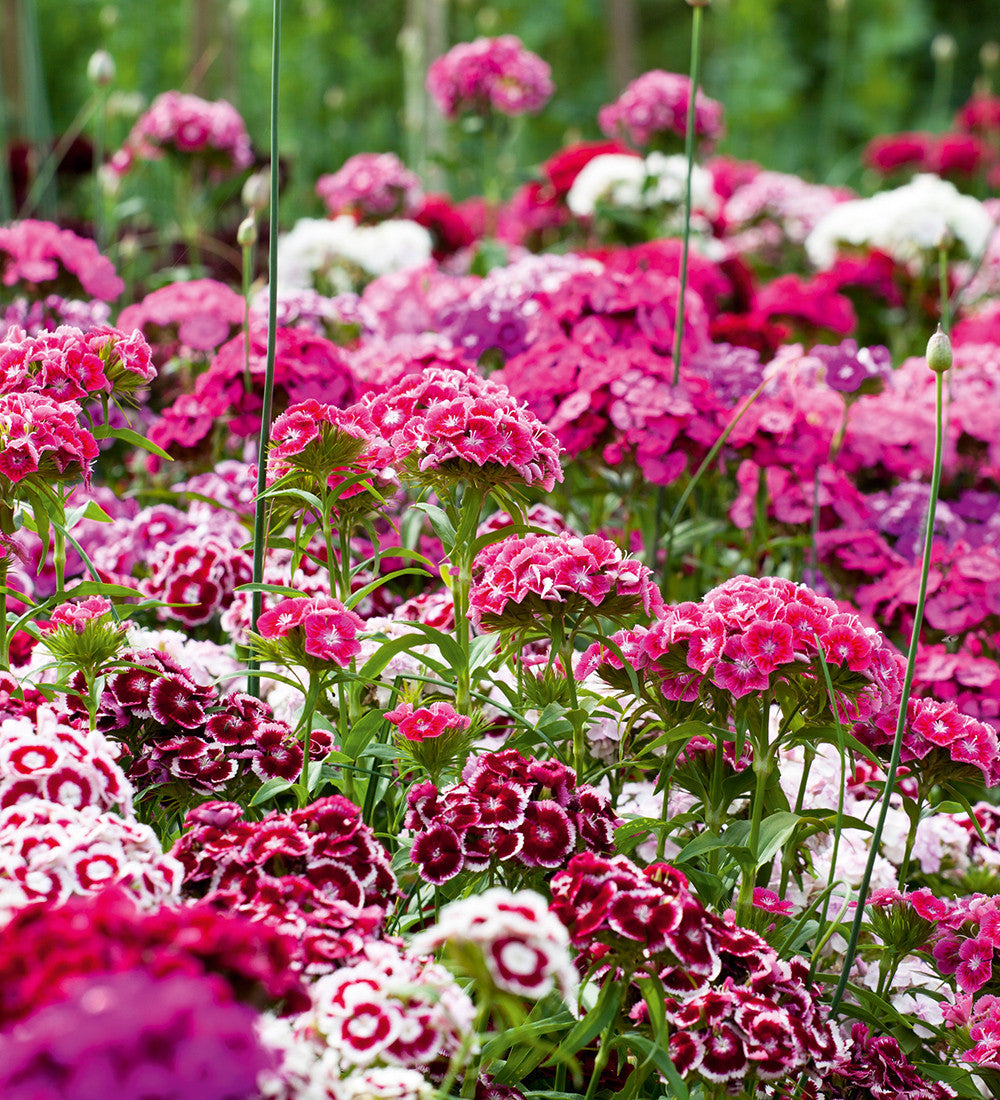 Dianthus barbatus 'Electron Mix'