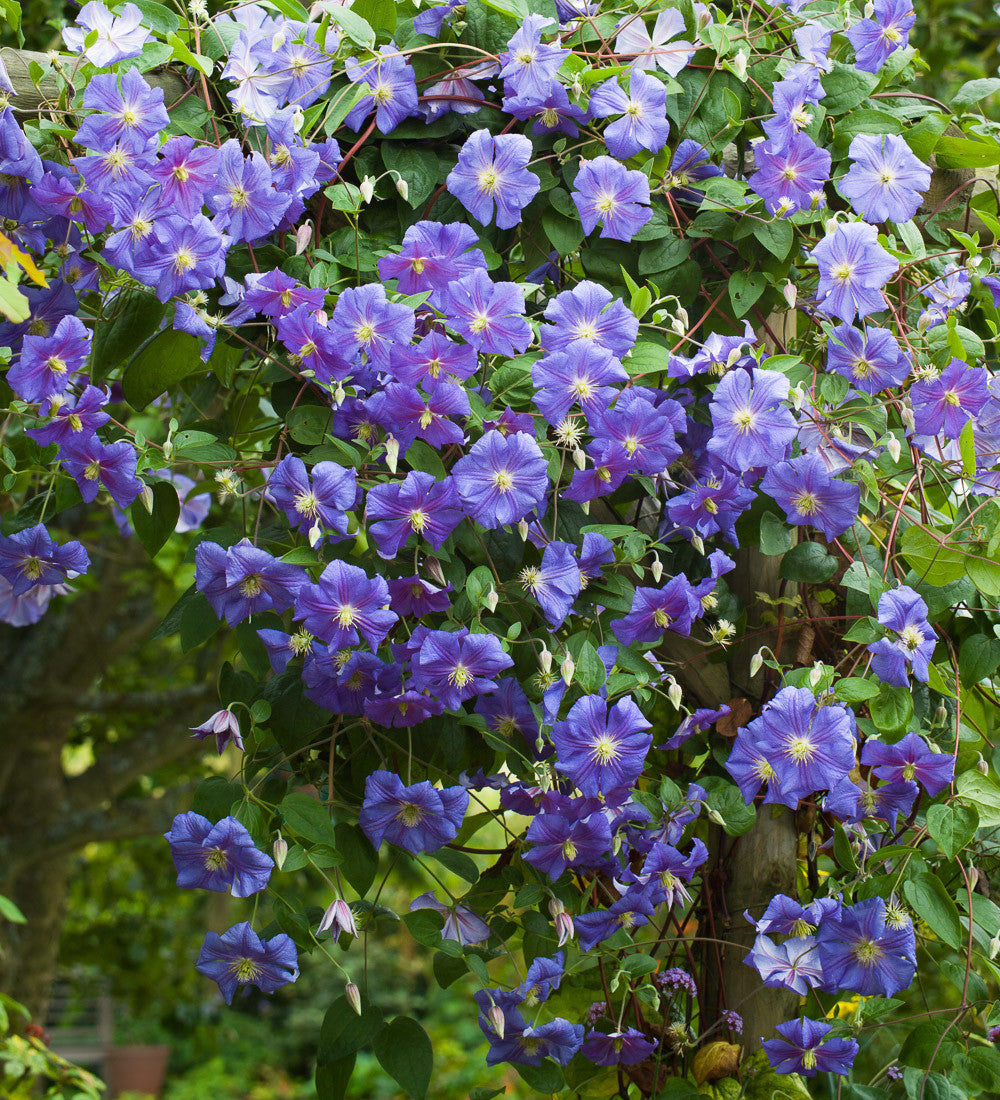 Clematis 'Perle d'Azur'