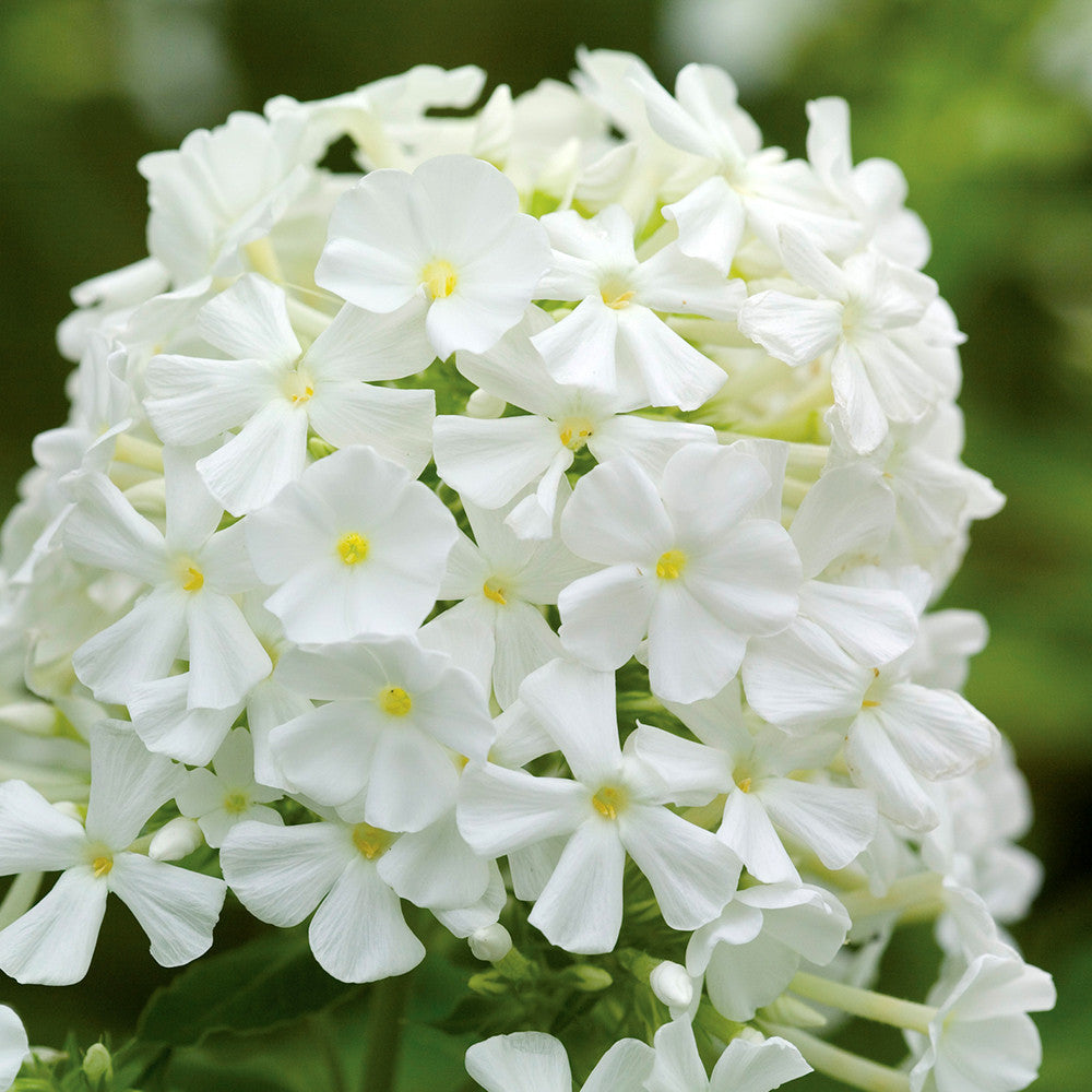 Phlox paniculata 'David'