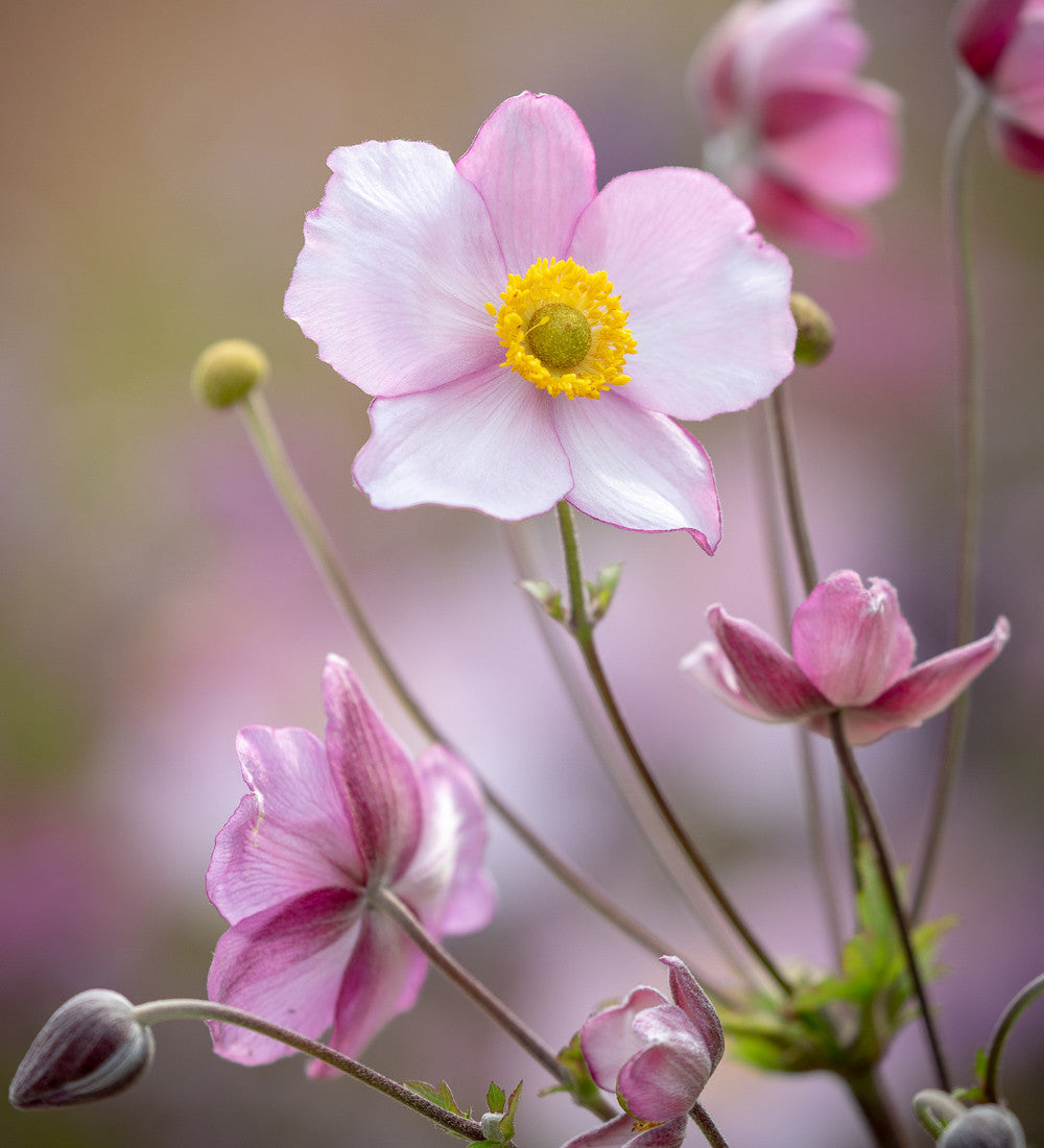 Anemone x hybrida 'Robustissima'
