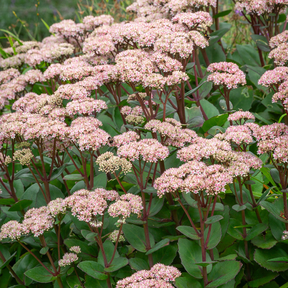 Hylotelephium telephium 'Matrona'