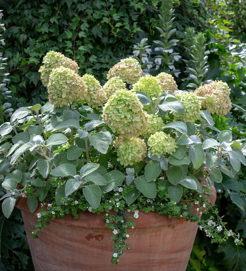 Hydrangea paniculata 'Little Fresco'