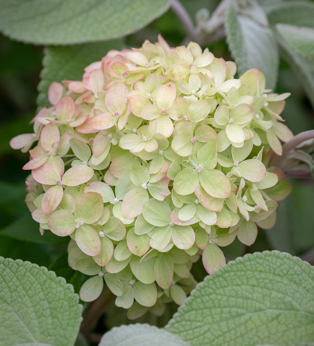 Hydrangea paniculata 'Little Fresco'