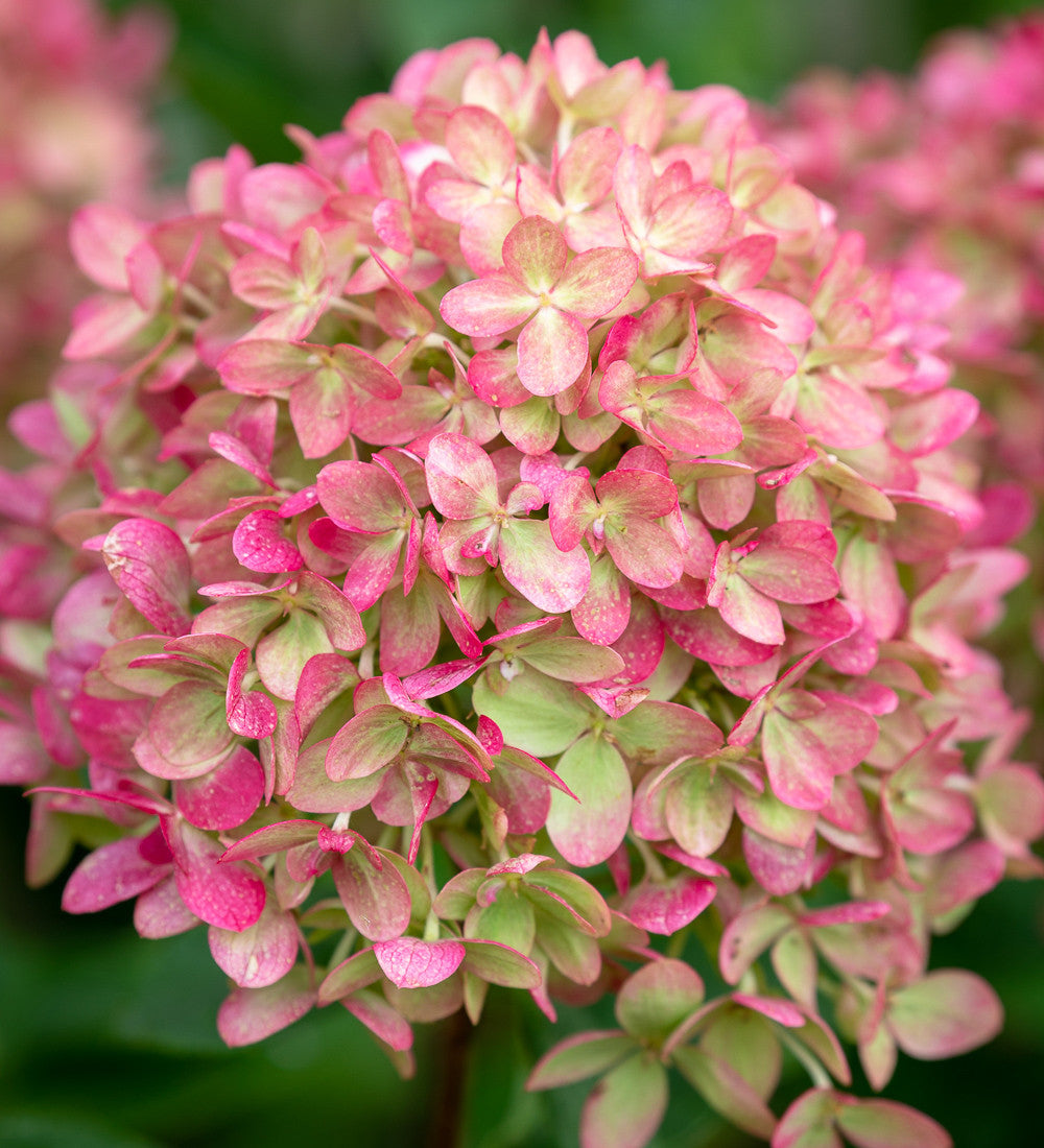 Hydrangea paniculata 'Little Fresco'