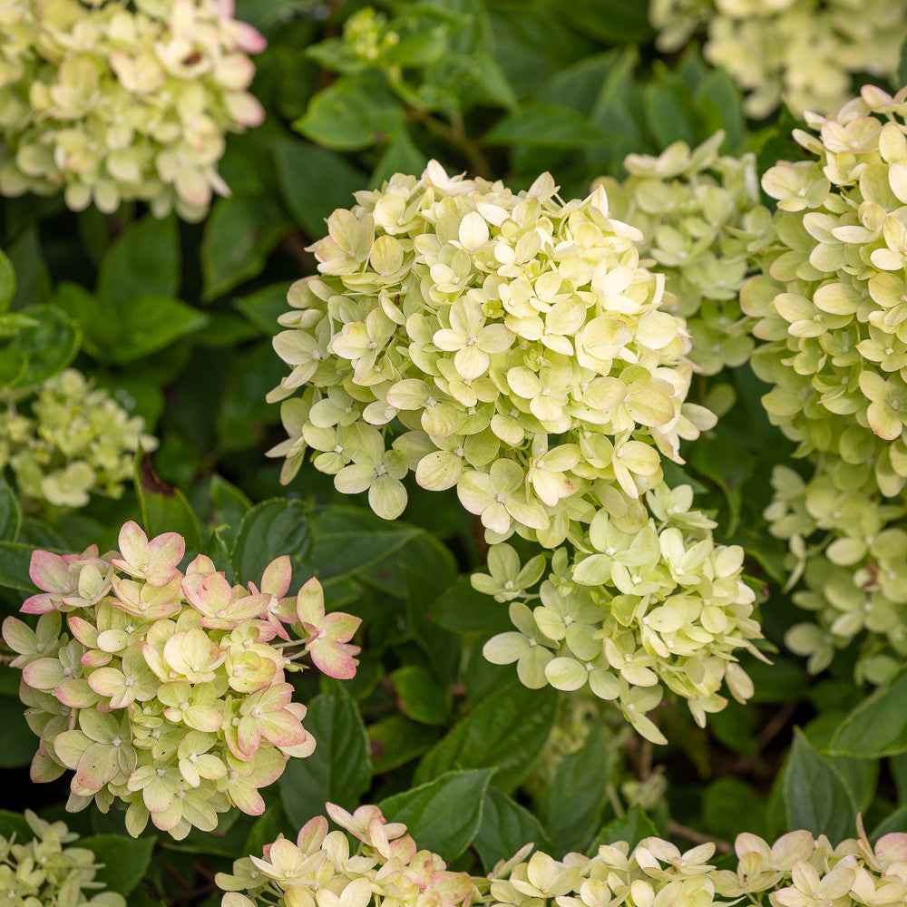Hydrangea paniculata 'Little Fresco'