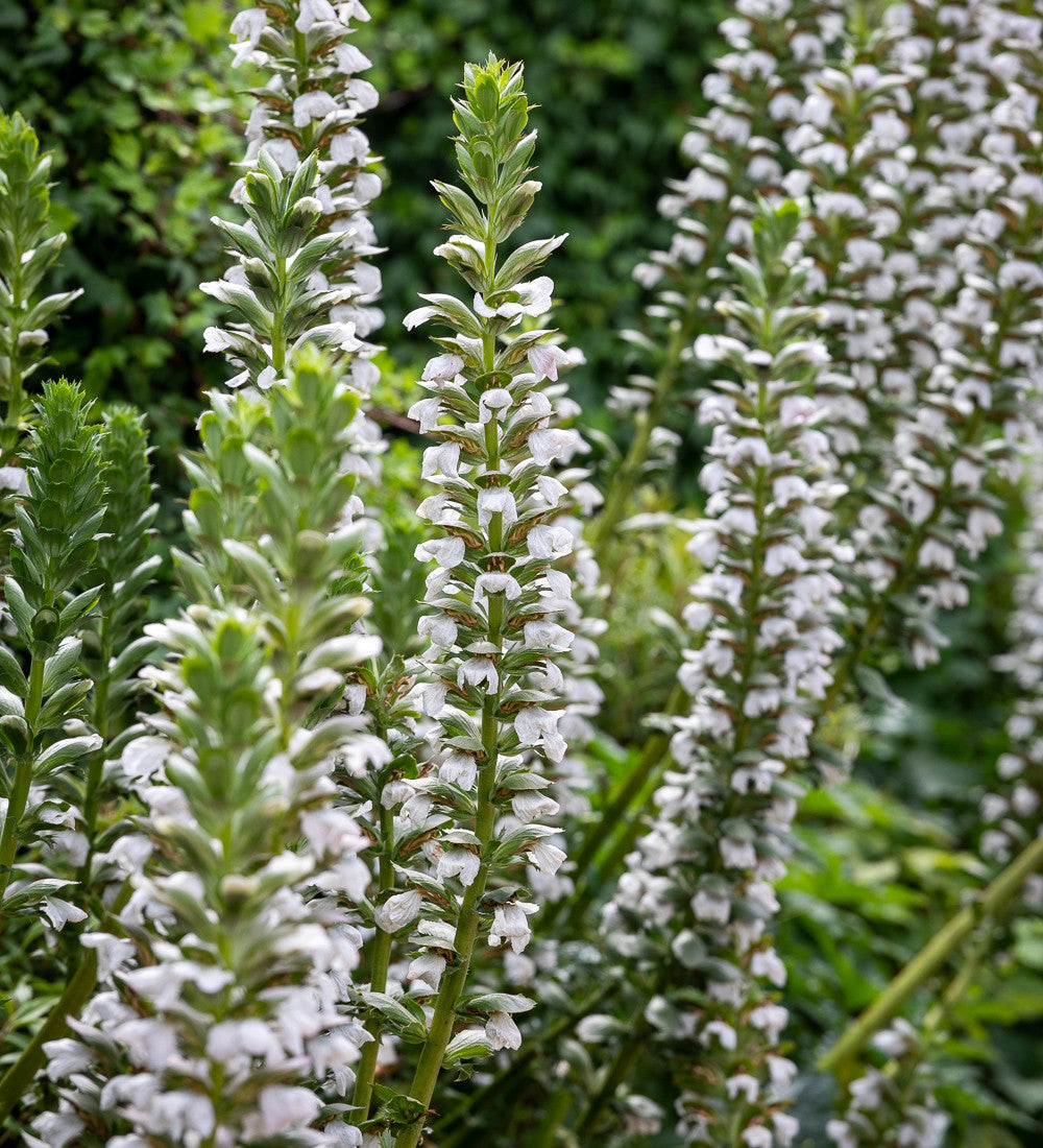 White Woodland Collection