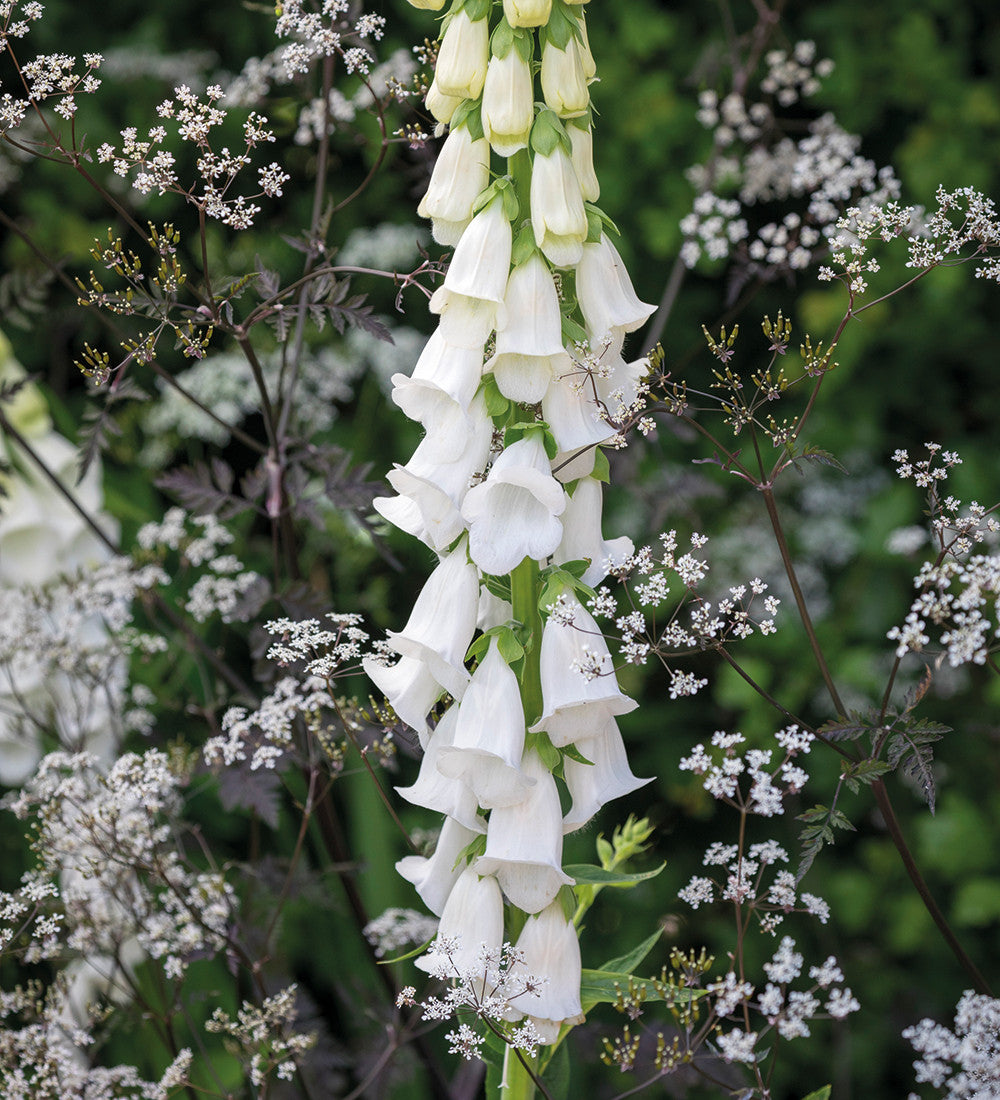 White Woodland Collection