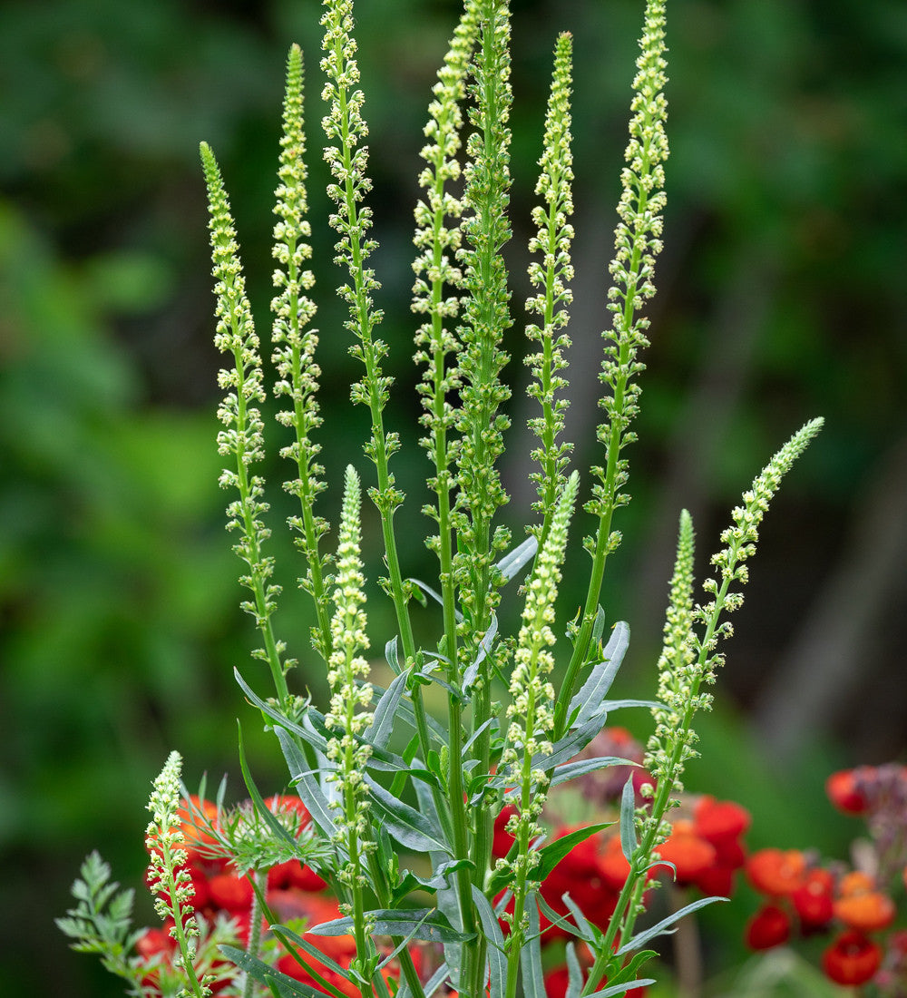 Reseda luteola