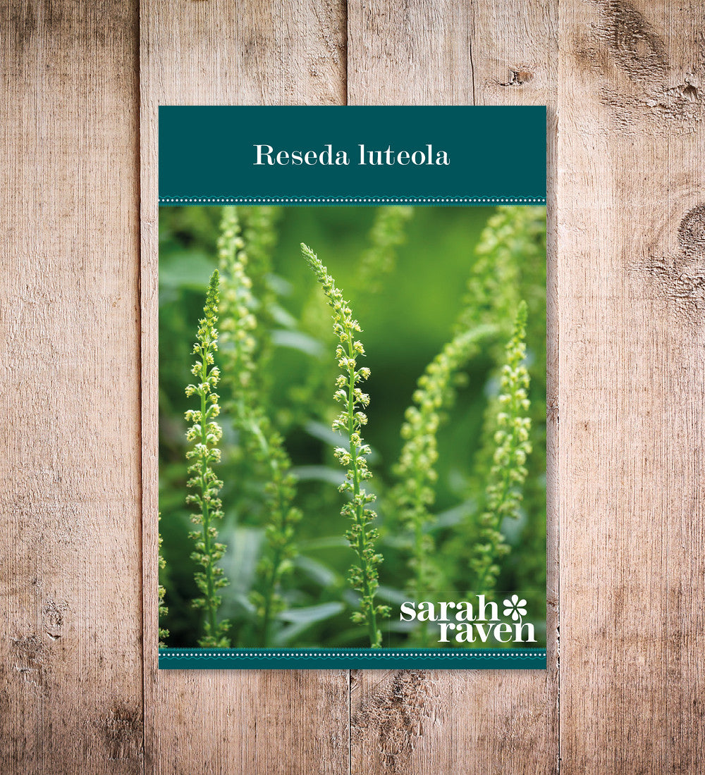 Reseda luteola
