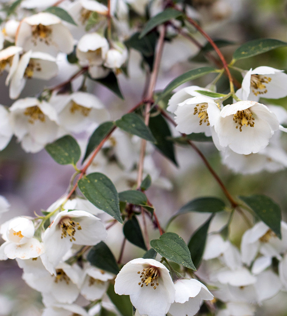 Philadelphus 'Fragrant Falls'