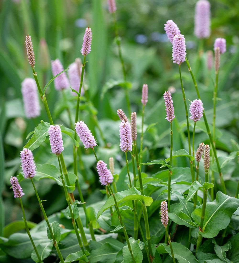 Persicaria bistorta