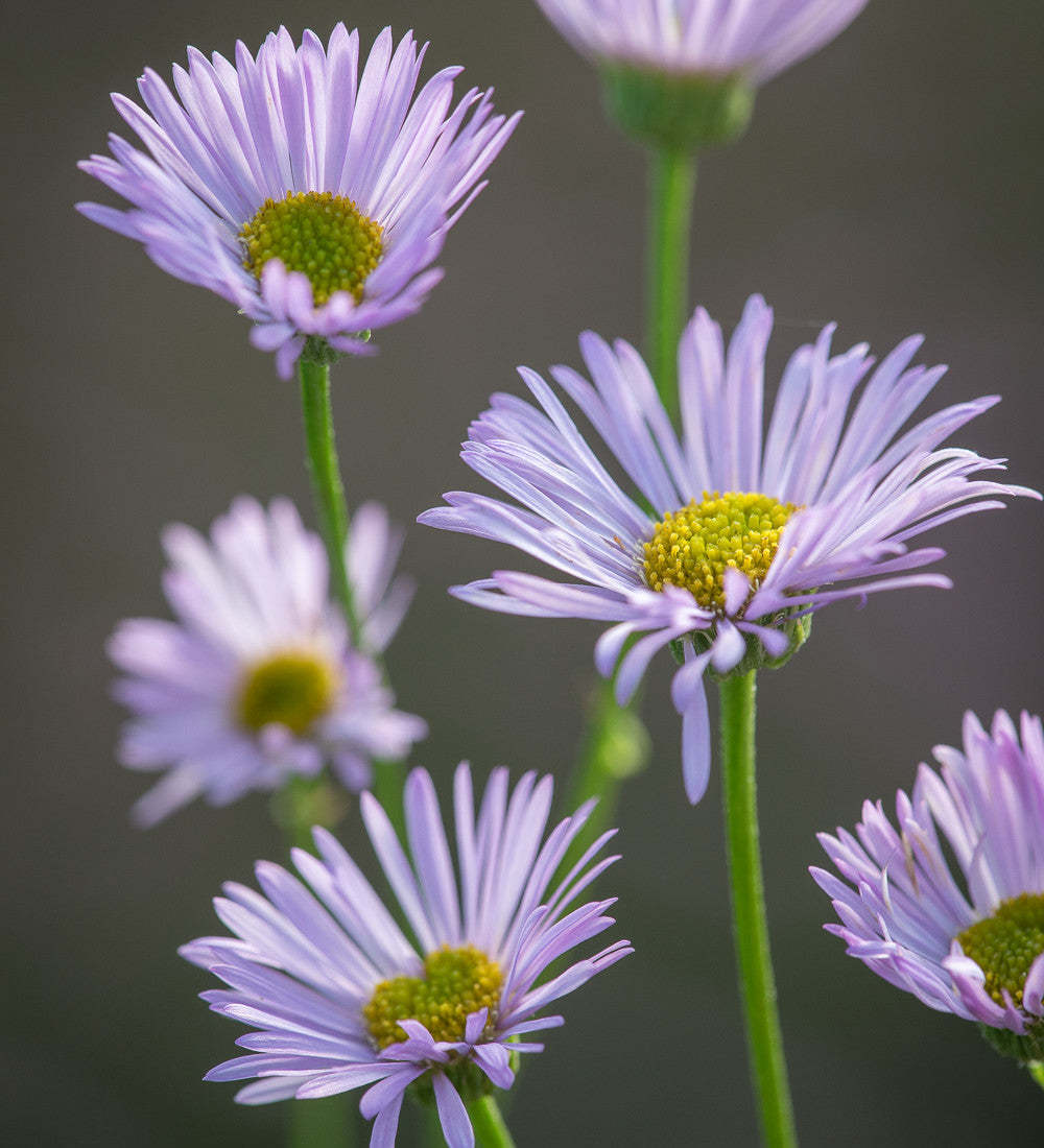 Erigeron karvinskianus 'Lavender Lady'