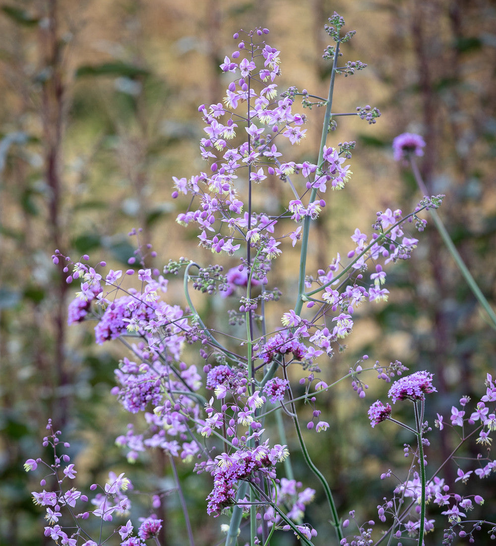 Thalictrum Border Collection