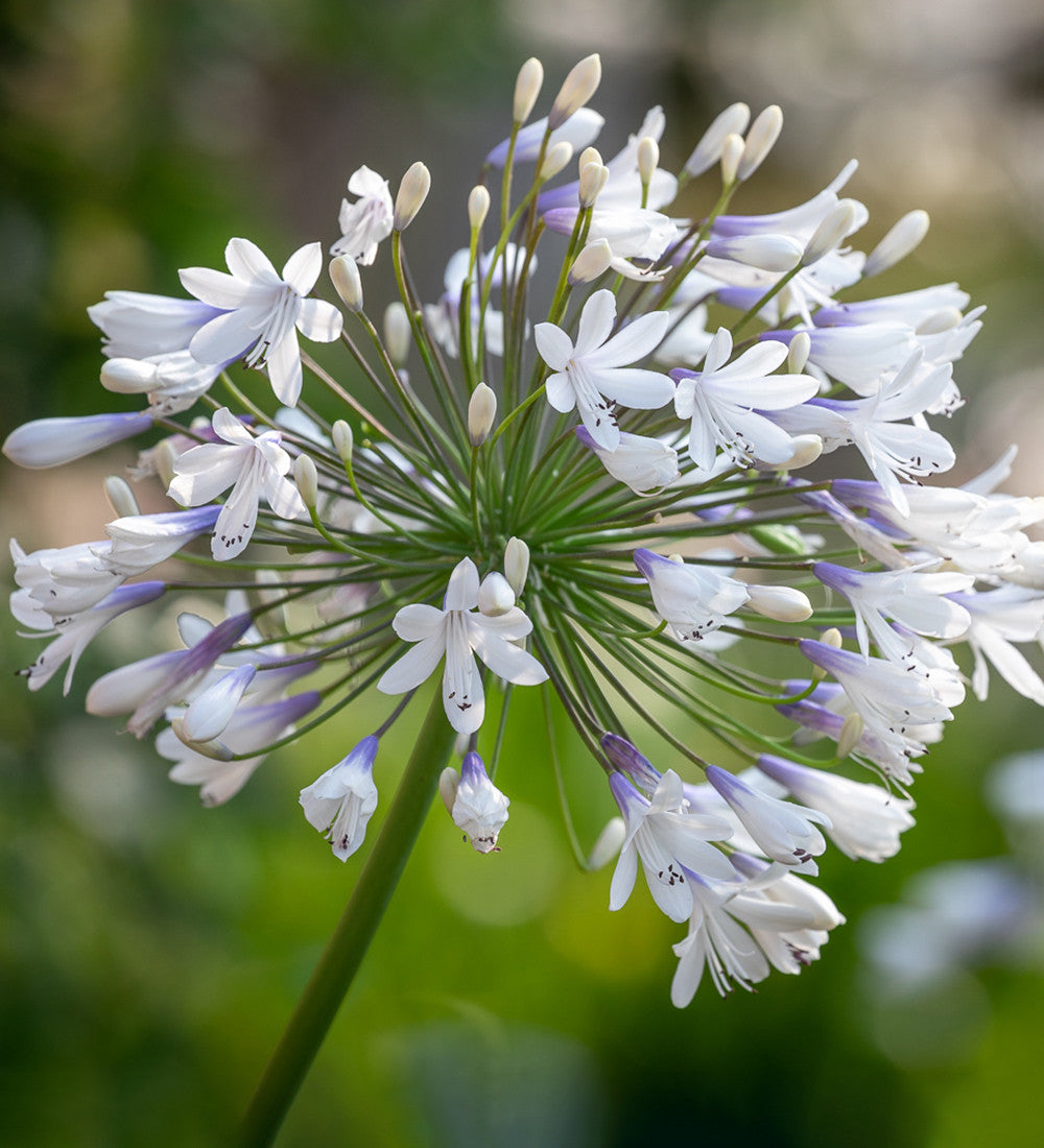 Agapanthus 'Queen Mum'
