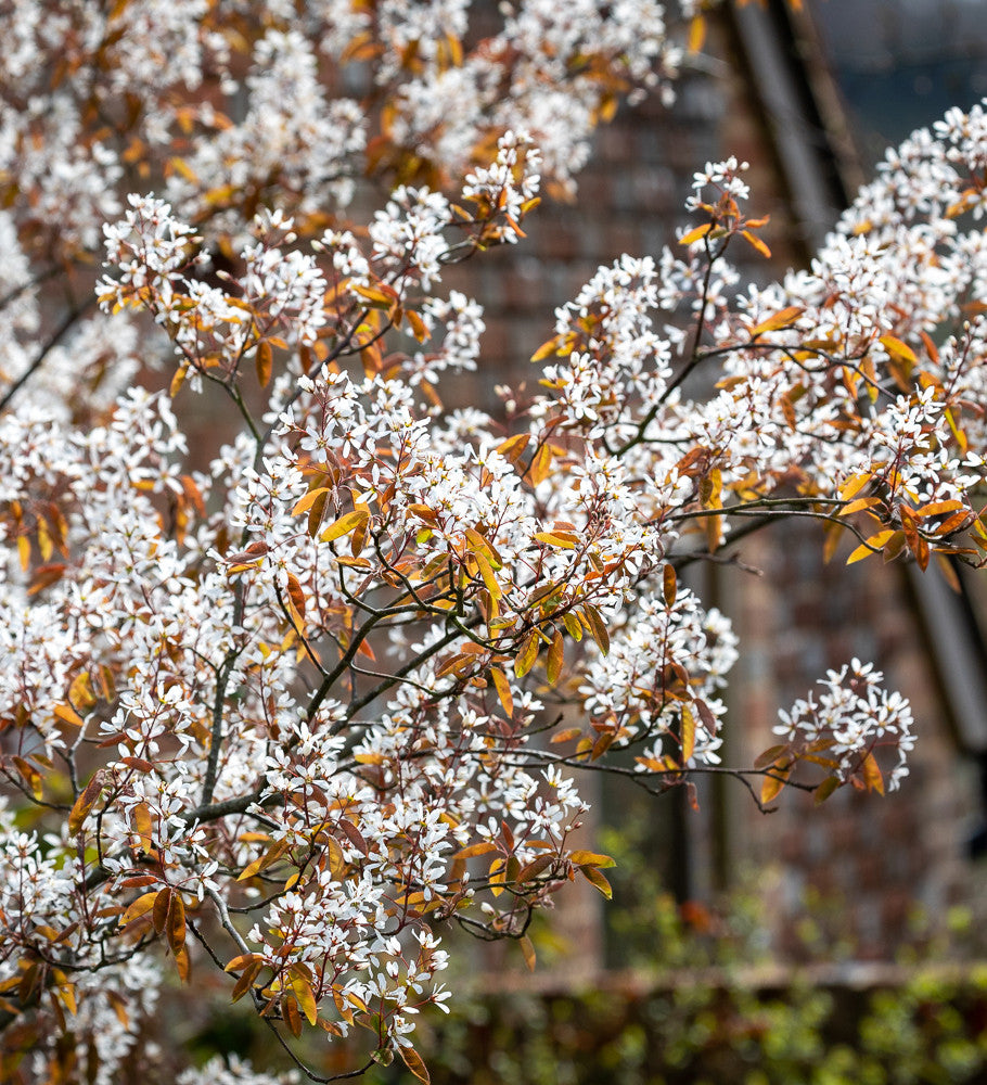 Amelanchier lamarckii