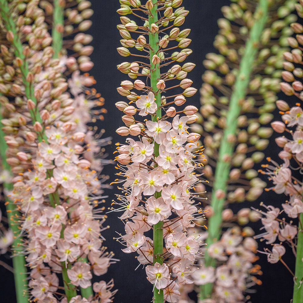 Eremurus x isabellinus 'Romance'