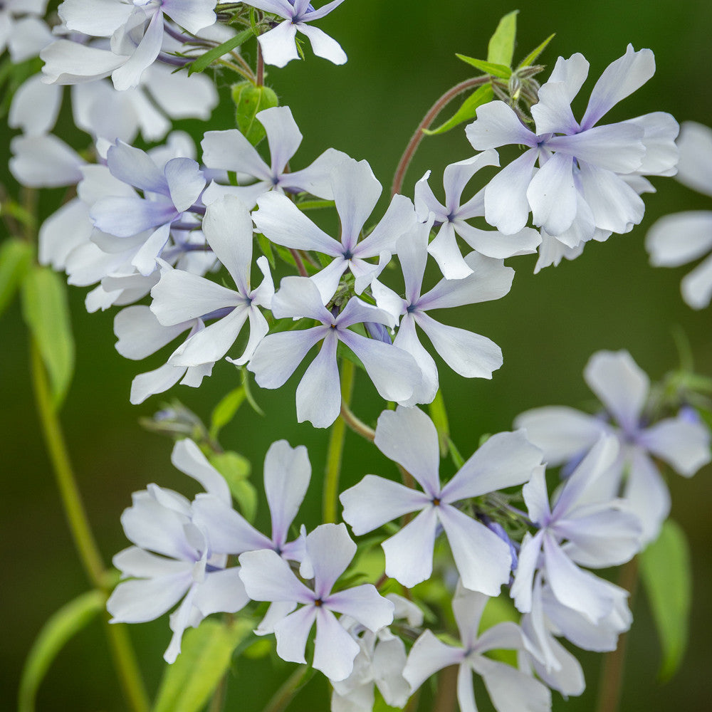 Wild Wood Phlox Collection