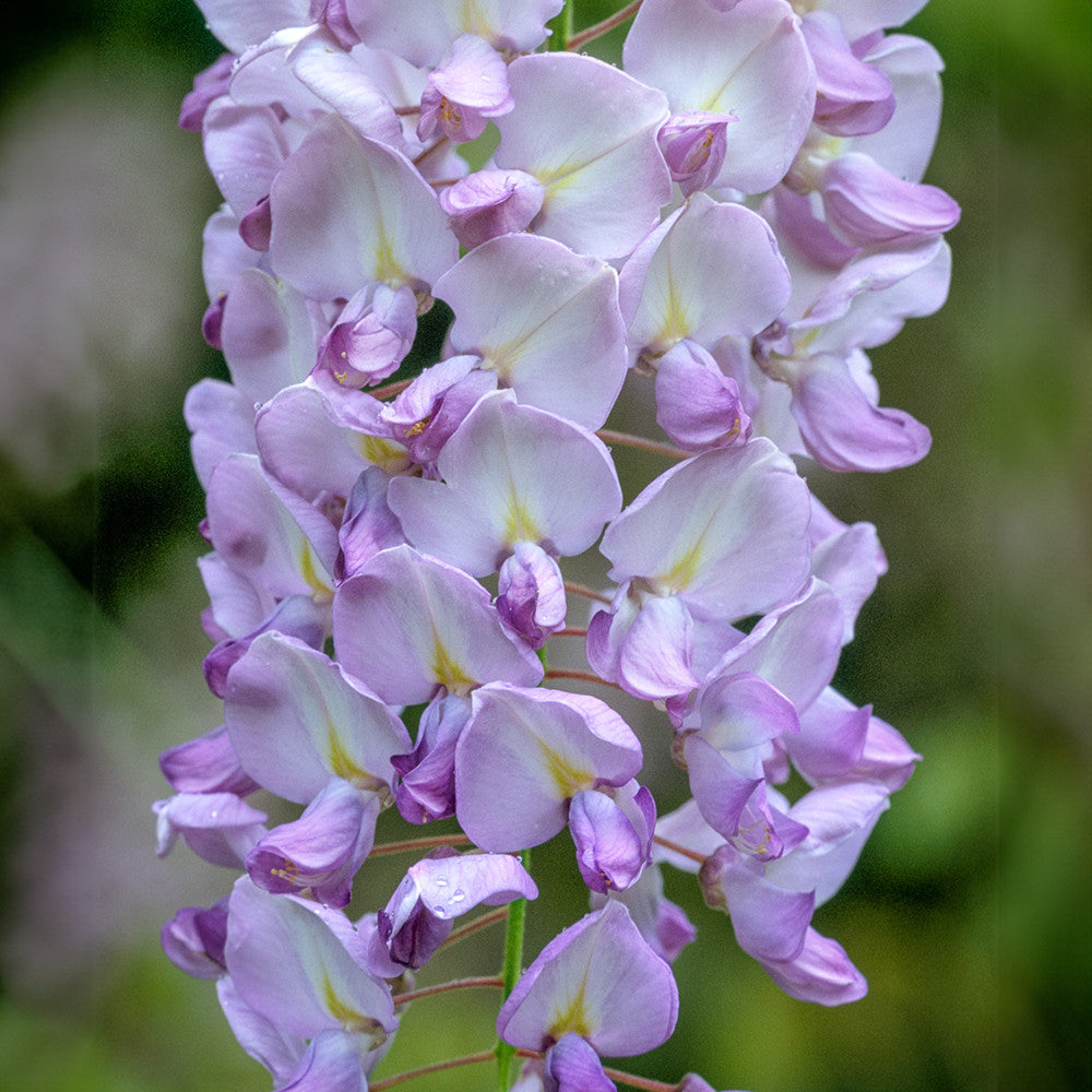 Wisteria floribunda f. rosea 'Hon-beni'