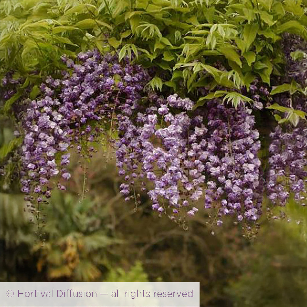 Wisteria floribunda 'Yae-kokuryū' (Black Dragon)